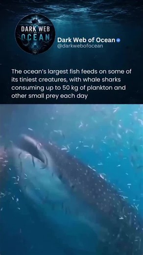 Whale Shark Feeding Facts: How the World's Largest Fish Eats Plankton