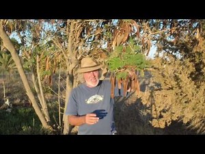 6 STEPS TO CREATING A MINI FOREST IN ONE SEASON [PART 1]