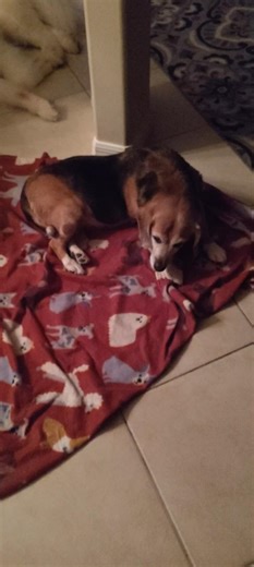 Daisy Beagle Princess,🤣Me humble Slave!