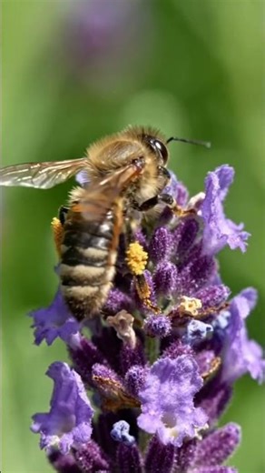 The Secret Life of Flowers – How They Reproduce