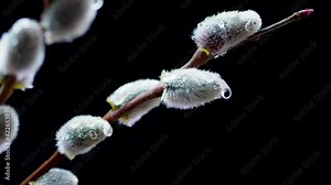 Dew on a flower. Willow on a black background in motion. Willow with blossoming fluffy buds. Time lapse flower.