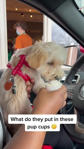 What do they put in these pup cups? 🤔 #puppy #dog #dogs