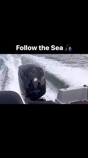 Spikes Fishing on Reels