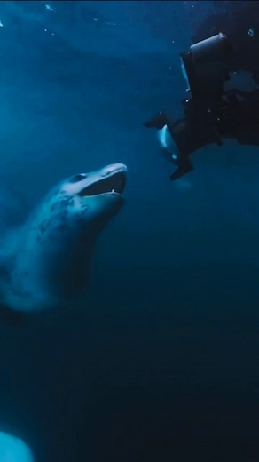 12 reactions | Experience the ocean differently – waves, depths and...