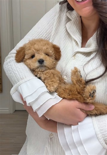 Meet Archie: Our Adorable New Mini Golden Doodle