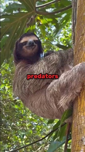 Why does moss grow on sloths?