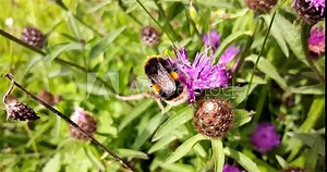 A bumble bee on a knapweed flower collecting nectar and pollen.
