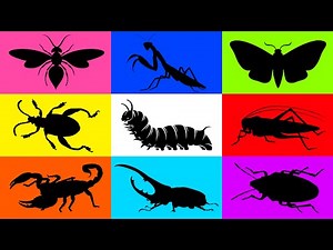 Insect: Hover Fly, Shield Bug, Moth, Katydid, Mantis, Frog Beetle, Horn Beetle, Scorpion, Caterpilar