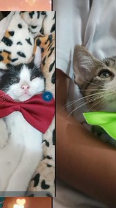 1.2K views · 30 reactions | Caso externo BUSCAN HOGARES RESPONSABLES gatit@s RESCATADOS 3 machos Tienen 2 meses( nacieron el 15 de julio) Son independientes Comen concretas Usan arenero Son sociables Juguetones Están desparasitados Más información al 0992883355 Por favor compartir   | Adopción Animal Guayaquil - AG | Facebook