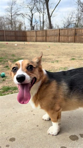 Pretty girl vibes #dogsoftiktok #corgi #pretty #cute | Corgis