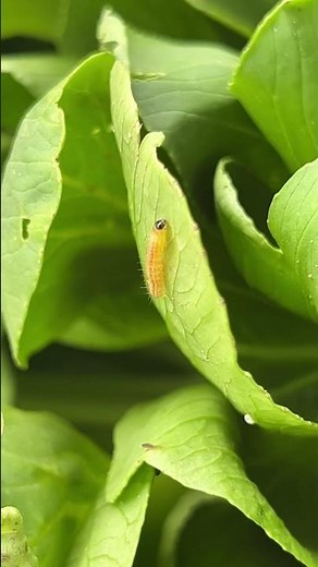 Cabbage looper/Ni Moth #shorts#insects##សត្វល្អិត#ដង្កូូវ#cabbage looper#Ni moth