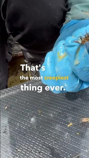 Eric the half a bee! #montypython #beekeeping #beeremoval