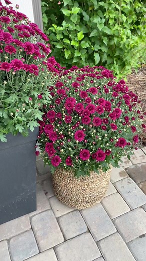 Tips for Keeping Mums Blooming Beautifully in Fall