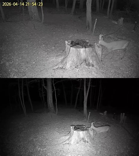 wildkamera - INQMEGA 4G sim card-, jagd , wilde Natur, das Reh , der Rehbock , Rogacz