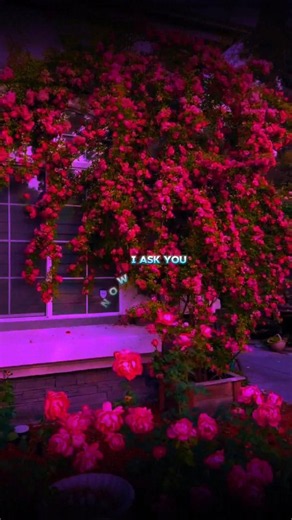 Misery - pupsies | song with lyrics | i miss that kind of misery pupsies #misery