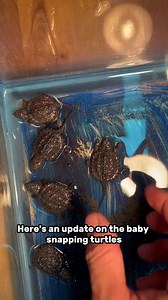 6 successfully hatched babies 🙏🏻 #snappers #snappingturtle #turtle #fish | Luke’s Goldies