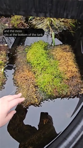 Wildlife Preservation Canada | Come check on our frogs with Andrea - Lead Biologist for our B.C. Projects 🐸⁠ ⁠ Each year our conservation breeding population of... | Instagram
