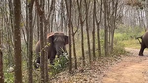 551K views · 6K reactions | Recently, a video about a wild Asian...