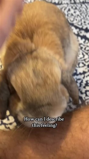 Unraveling the Softness of Bunnies