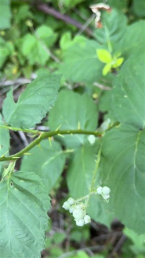 Tiny White Berries Along the Trail