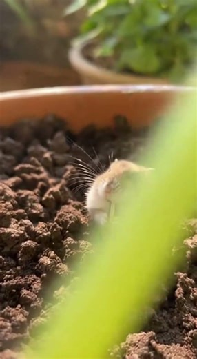Tiny Hamster Hiding in a Plant Pot 🌿🐹