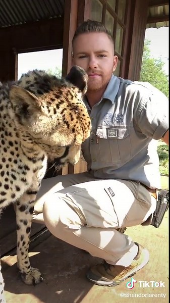 When your cheetahs have their own house... 🧡🐾 #cheetah #shandorlarenty #tiktoksouthafrica #foryoupage #southafrica #wildlife #fyp #nature #africa