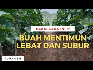 How to Plant Cucumbers to Produce Heavy and Fertile Fruit