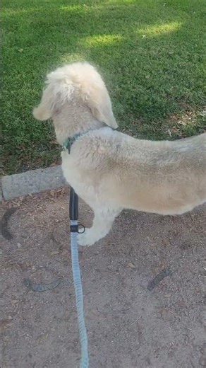 goldendoodle running #goldendoodle #run #athlete