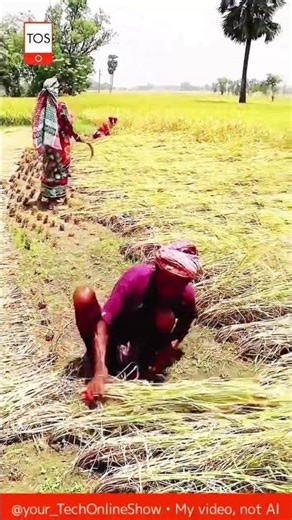 TRADITIONAL HARVEST manual rice cutting skill 🌾✋😮#shorts #skills #crafts #satisfying #tradition