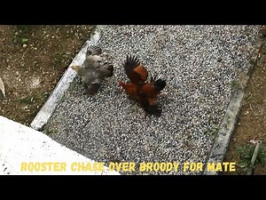Rooster chase over broody hen and mating forcefully