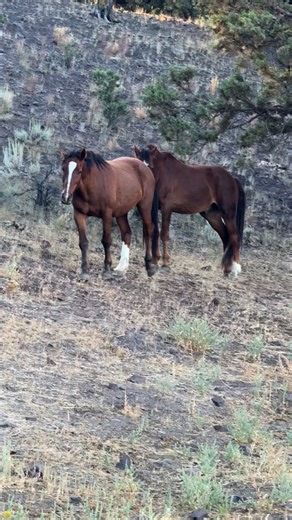 16K views · 11K reactions | Abraxas and Condor 癩 We moved these two...