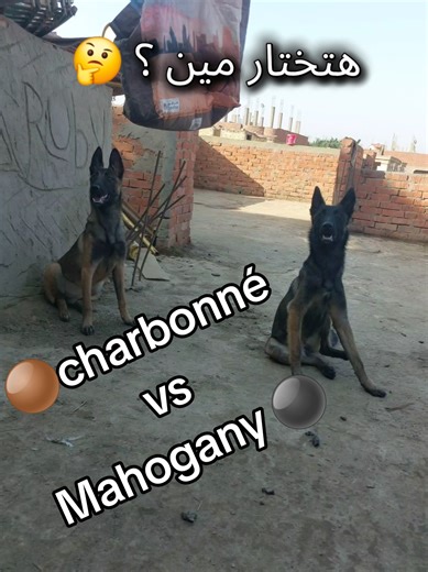 مين فيهم هيبقا شكلها أجمد لما يكملو سن 12 شهر 🤔 ..؟ شربوني 🟤 ( كيراا 🐺 ) ولا ماهوجاني ⚫️ ( روبي 🦁 ) #malinois #fyp #dogs #مصر_العراق_السعودية_تونس_المغرب_الجزائر #explore