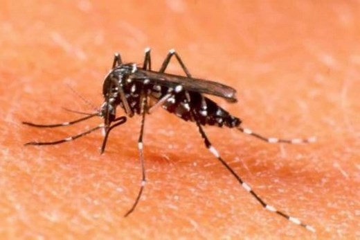 Qué es el dengue, cómo se contagia, cuáles son los síntomas y cómo prevenirlo