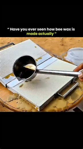 know Universe on Instagram: "Beeswax isn't made by machines - it's crafted slowly through one of nature's most precise handmade processes. Worker bees consume honey and transform it inside their bodies, secreting tiny wax flakes from glands on their abdomen. These flakes are softened by chewing and carefully shaped into hexagonal honeycomb cells, built piece by piece with perfect symmetry. When harvested by beekeepers, the comb is gently melted and filtered to remove impurities, leaving behind p