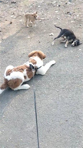 cute dog fight 🥰#labrador #pets #comedy #dogs #labradoor #viral #trending #petlover