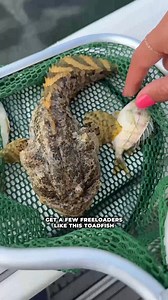 Being able to catch your own pinfish is one of the easiest live bait tools we recommend learning if you fish in the Florida Keys 🗝 All you need to do is get a pinfish trap and find a nice grassy flat in the bay, put a block of chum in the middle and send it away, but don’t forget to mark where you leave your trap so you can find it the next day (we are guilty of this a time or two...)📍We are certainly thankful for our Simrad Yachting screens that enable to easily mark and find our pinfish trap