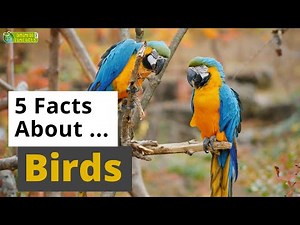 All About Birds 🦚️ 🐧🦅 - 5 Interesting Facts - Animals for Kids - Educational Video