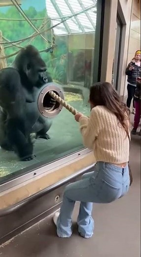 GORILLA DESTROYS GIRL in Tug-of-War! 🤯🦍