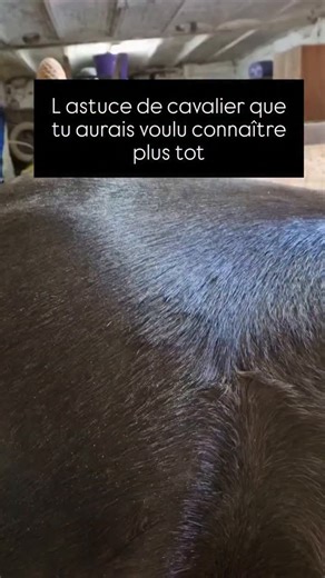 Florence Defresne - massage équin 🇧🇪 on Instagram: "Quand tu es cavalier, on te parle de position, d équilibre, de tensions dans tes rênes, de reculer tes épaules, d accompagner le mouvement,... Mais on ne te parle pas des douleurs chez ton cheval et de leur impact Parce que même si tu montes comme un pro, soyons clair, si ton cheval a mal, il ne bougera pas correctement Mon astuce pour toi, c est de t apprendre à palper ton cheval pour identifier toutes les tensions musculaires présentes et m
