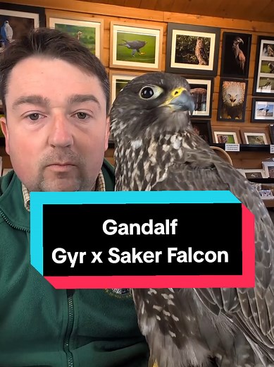 Meet Gandalf: The Fastest Gyr x Saker Falcon
