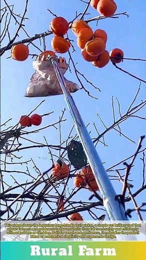 The Genius Gadget That Makes Picking Fruit So Easy: The Ultimate Fruit Long-Handle Picker Tool