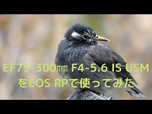 【写真】EF75-300mm F4 5 6 IS USMを買ってみた（EOS RPで使用） 2020 008