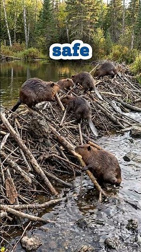 This Beaver Is Building a Dam 😱🦫