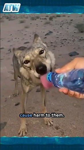 Heartwarming scenes: When wild animals ask for help from humans 🐺