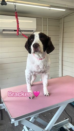 Grooming older dogs who need some extra care and attention for whatever reason that may be will never be easy. As groomers we constantly have to adapt the way we work to the way that is best for the dog. As dogs get older it is harder to always make a groom look ‘perfect’ as they don’t want to stand for long periods and they may not be able to move the way they did when they are younger. Being completely transparent with the owner on their dogs behaviour and needs will help you in the long run a