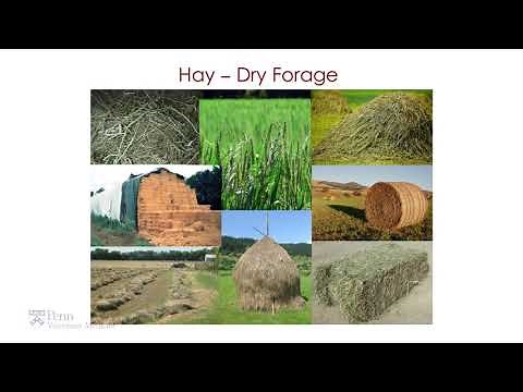 What are Roughages? - Feeding the World