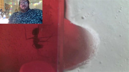 Moving ant nests, questionable power tool use, and NEW ANIMAL introduction!