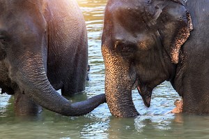 Elephant Experience Khao Sok - Our Jungle Camp