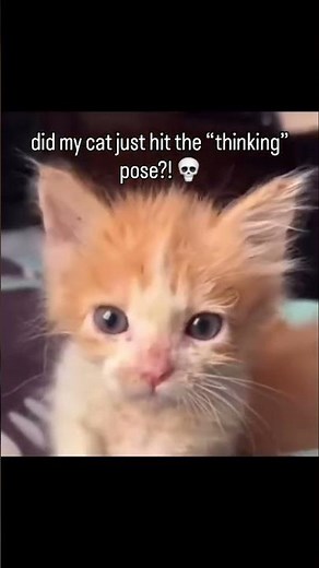 Cat doing the thinking pose😺😂