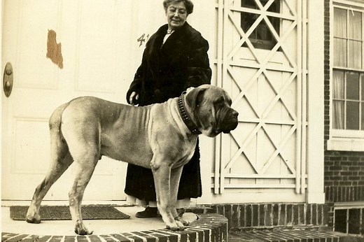 Mastiff History: From War Dogs to Loyal Companions